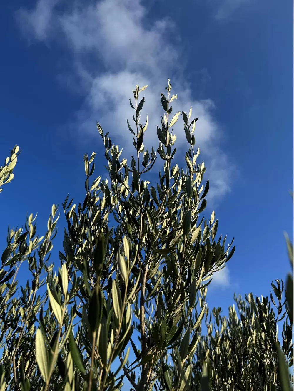 Olive tree branches against a clear Santorini sky